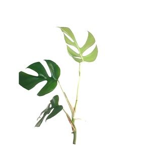 Perfect Illusion Gift: Monstera Cutting with Pisces Chain - Limited Time Offer